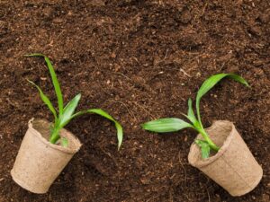 Best coco coir for cannabis