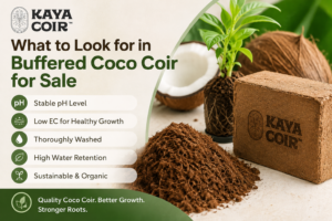 Sustainable coco coir for cannabis growers