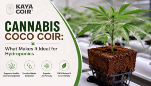 cannabis coco coir