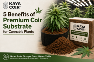 Premium coir substrate for cannabis plants