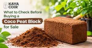 Check Before Buying a Coco Peat