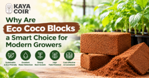 Eco Coco Blocks