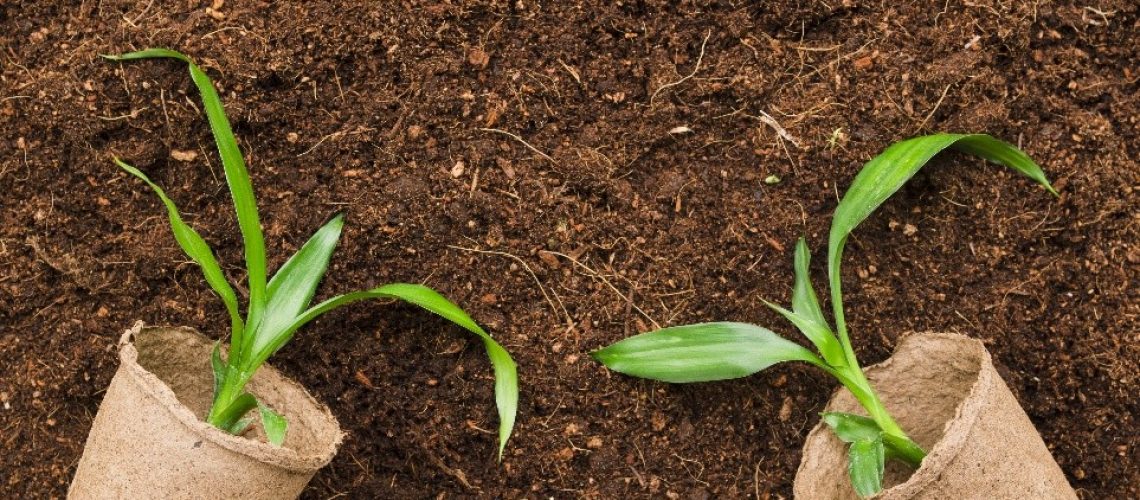 Best coco coir for cannabis