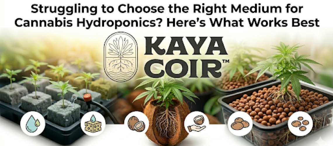 Best growing media for cannabis hydroponics