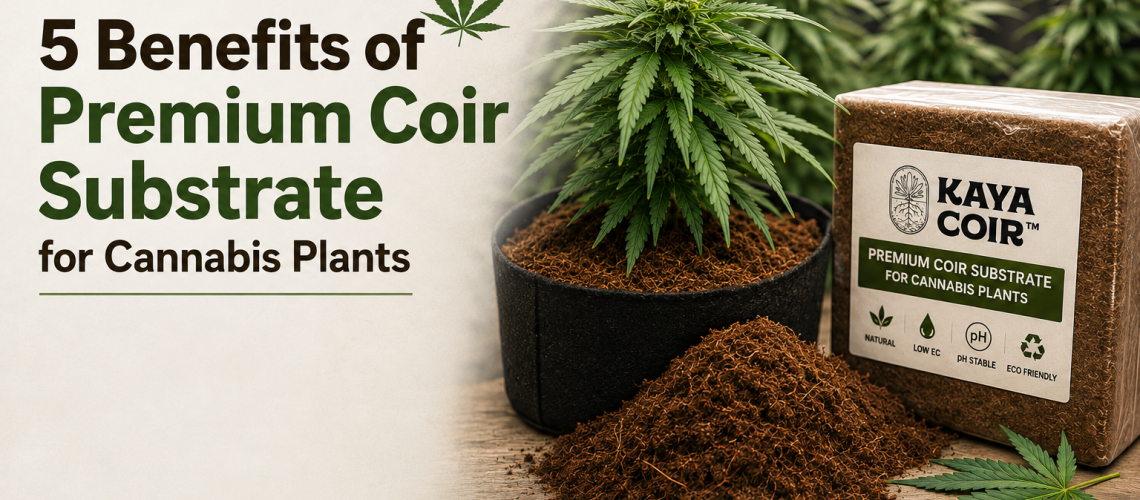 Premium coir substrate for cannabis plants